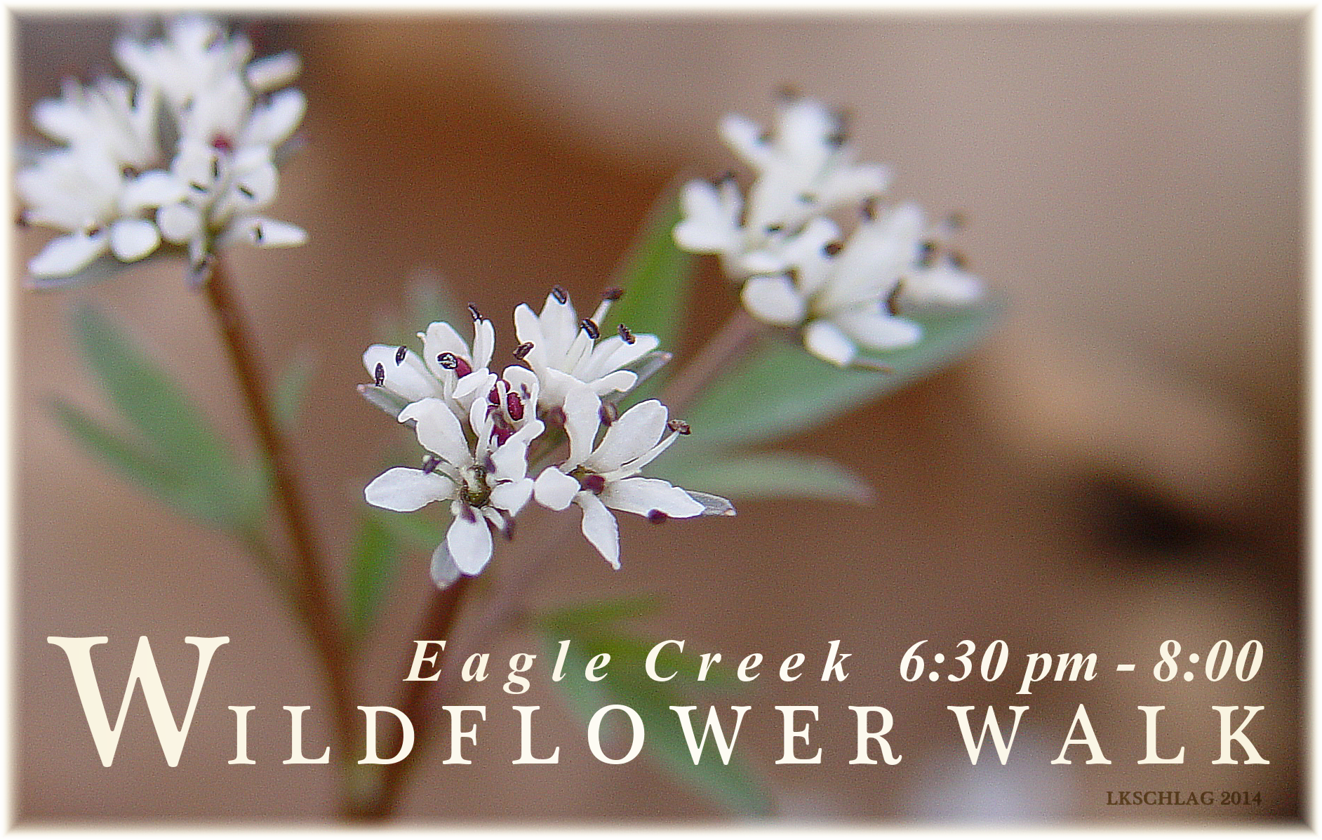 Wildflower Walk program infographic