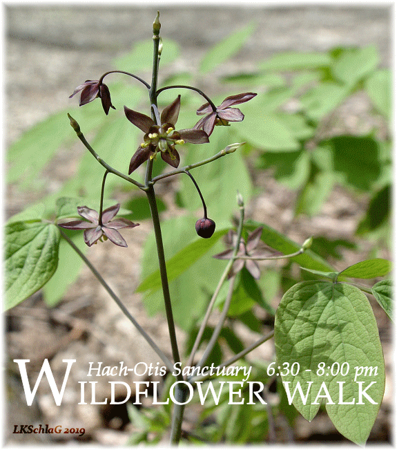 midweek wildflower walk 1 May 2019 at Hach-Otis