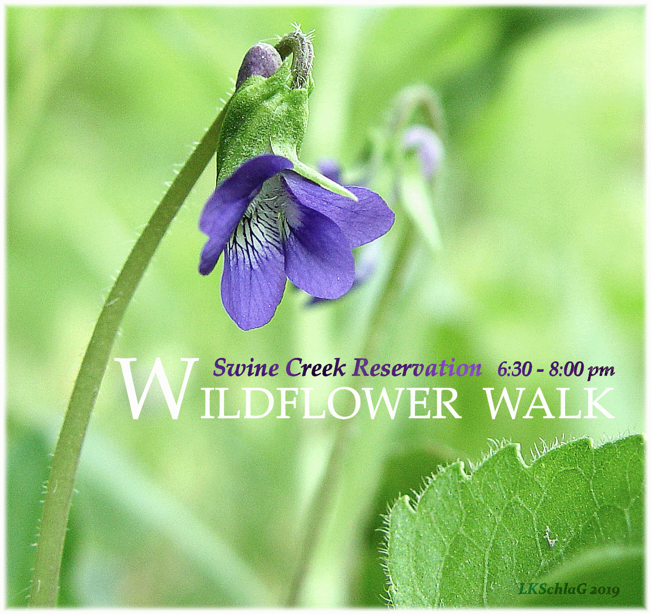 midweek wildflower walk 22 May 2019 at Swine Creek Reservation