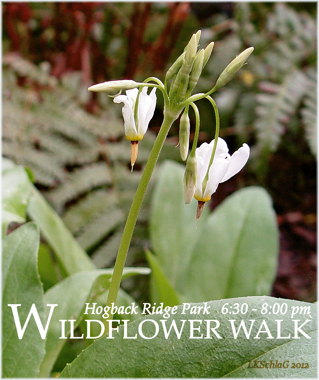 midweek wildflower walk 8 May 2019 at Hogback Ridge Park